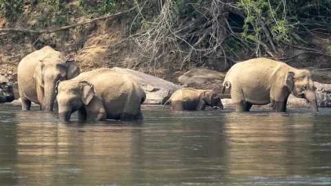 Wildlife in Chimmini Wildlife Sanctuary & Dam