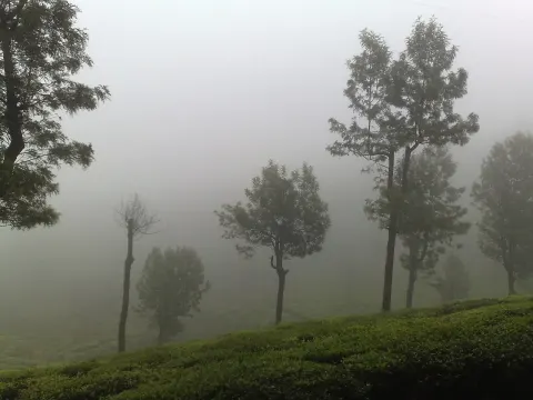 The Nilgiris