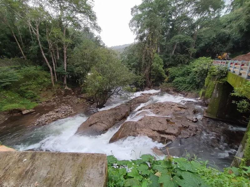 Hornbills And Macaques On The Charpa Forest Stretch