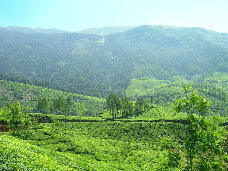 Walking The Tea Trails Of Munnar