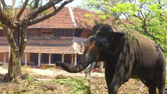 പുന്നത്തൂർ കോട്ടയിലേക്ക്: ആനകളെ കാണാൻ ഒരു യാത്ര.